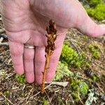 Monotropa hypopitysFlor