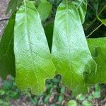 Quercus falcata Liść