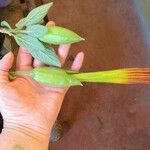 Brugmansia sanguinea Leaf