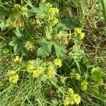 Alchemilla monticola Habit