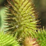 Xanthium strumarium Frucht