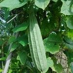 Luffa acutangula果實