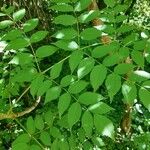 Aralia chinensis Frunză