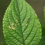 Stachytarpheta mutabilis पत्ता