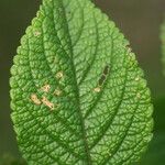 Stachytarpheta mutabilis Leaf