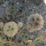 Lomelosia stellata Mbuma