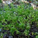 Angelonia angustifolia ᱛᱟᱦᱮᱸ