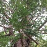 Thuja standishii Foglia