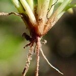 Cyperus subsquarrosus 樹皮