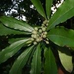 Pittosporum coccineum Fuelha