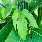 Passiflora vitifolia Leaf