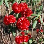 Rhododendron argipeplum Flor