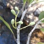 Osmanthus austrocaledonicus ফল