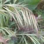 Bromus tectorum Цветок