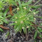 Paepalanthus bifidus Flower