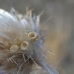 Galactites tomentosus Fruit