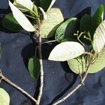 Coussapoa villosa Annet
