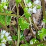 Cochlearia danica Leaf