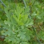 Romneya coulteri ഇല