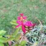 Epidendrum ibaguense Virág
