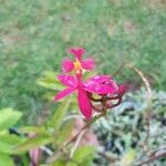 Epidendrum ibaguense 花