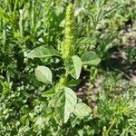 Amaranthus powellii 葉