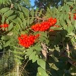 Sorbus aucupariaFuelha