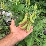 Crotalaria retusa Meyve