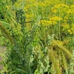 Chenopodium pratericola Hoja