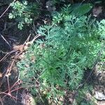 Artemisia annua Blatt