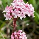 Valeriana dioica Virág