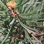 Pinus edulis Hoja