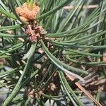 Pinus edulis Feuille