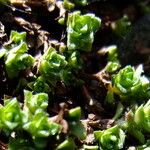 Saxifraga retusa Ostatní