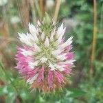 Trifolium vesiculosum Blüte