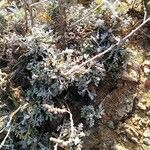 Artemisia caerulescens ᱥᱟᱠᱟᱢ