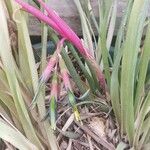 Billbergia nutans Kvet