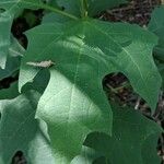 Smallanthus uvedalia Leaf