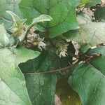 Solanum stramoniifolium叶