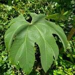 Tetrapanax papyrifer 叶