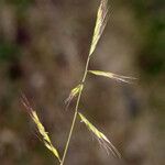 Festuca microstachys ᱛᱟᱦᱮᱸ