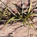 Littorella uniflora Leaf