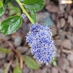 Ceanothus thyrsiflorus Çiçek