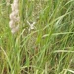 Enneapogon cenchroides Folha