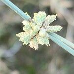 Ephedra ciliata Flower