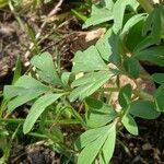 Corydalis solida Deilen