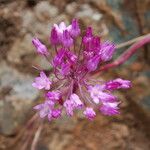 Dichelostemma volubile