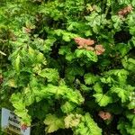 Adiantum tenerum عادت داشتن