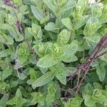 Mentha spicata Leaf