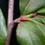 Cotoneaster acuminatus 树皮